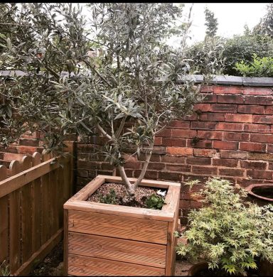 Box for olive tree